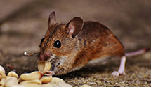 24 Hour & Emergency Exterminators in Mirror Lake, NH